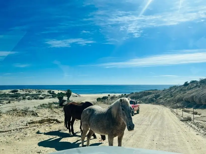 On the Road in Baja